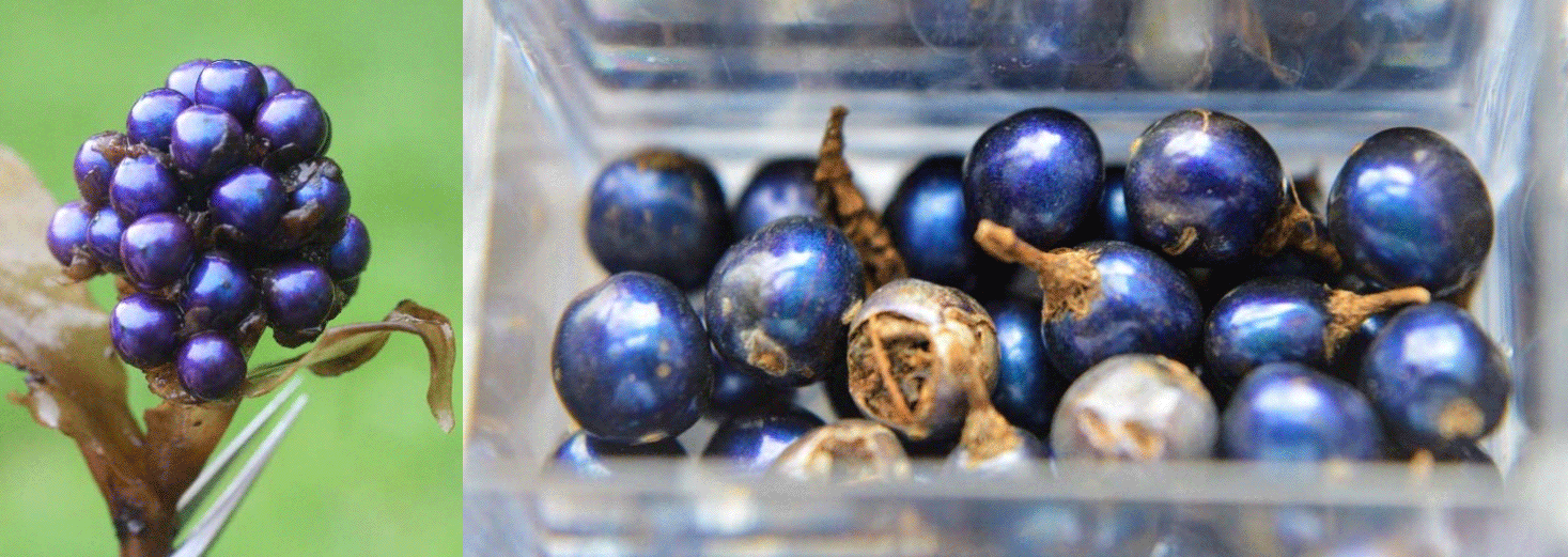 berries